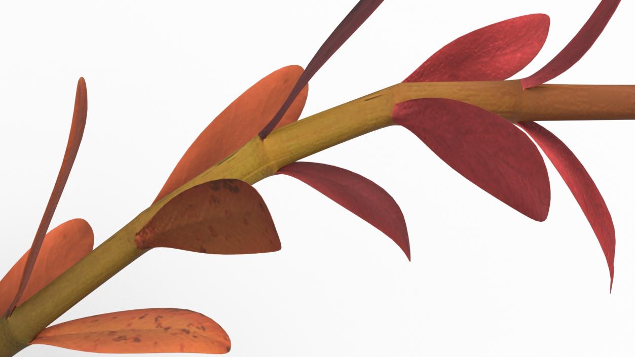 Rotala Aquatic Plant Orange 2 3D model