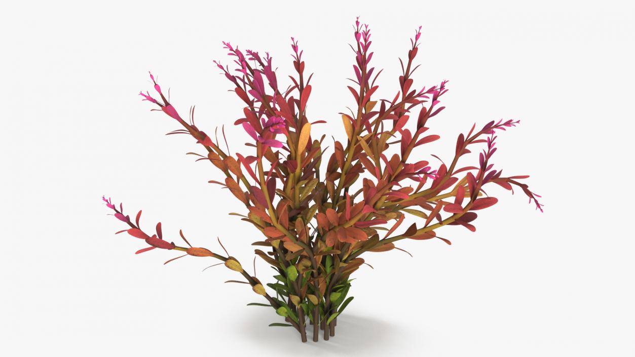 Rotala Aquatic Plant Orange 2 3D model