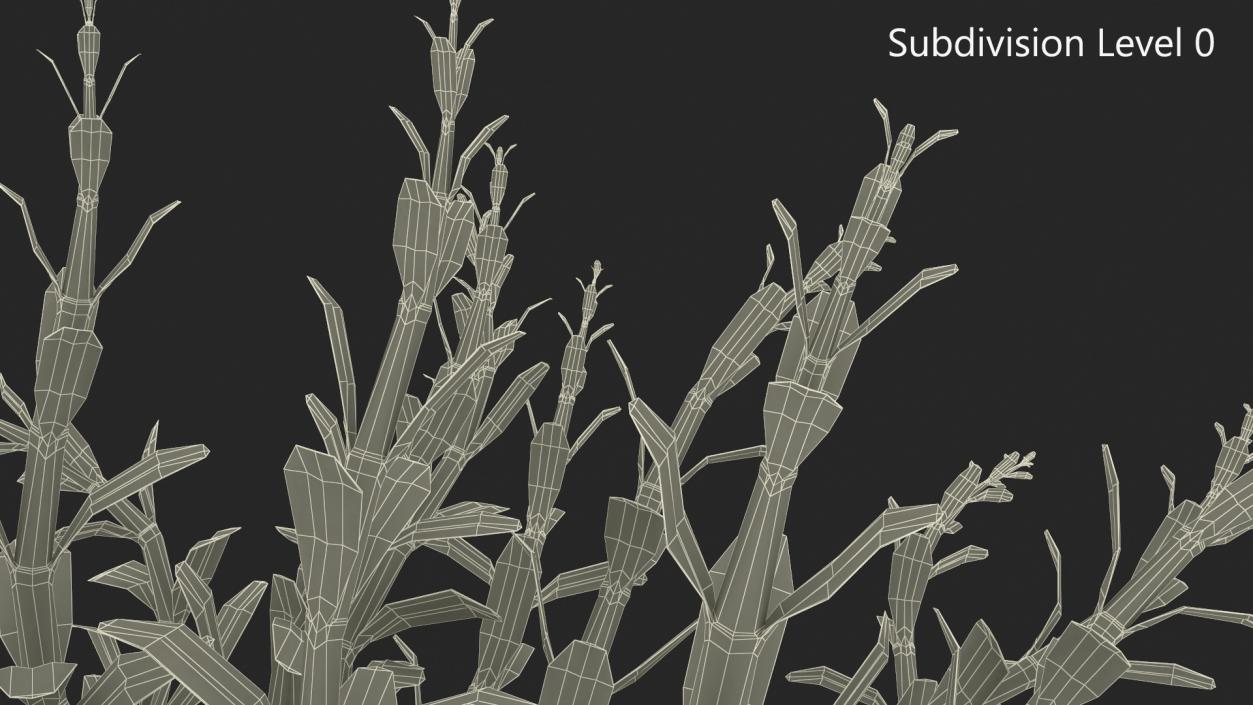 Rotala Aquatic Plant Orange 2 3D model