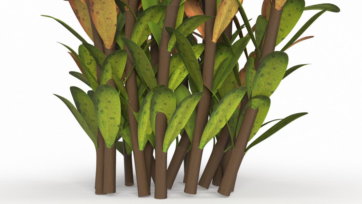 Rotala Aquatic Plant Orange 2 3D model