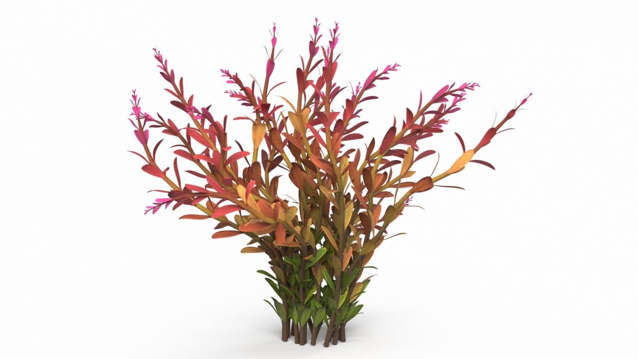 Rotala Aquatic Plant Orange 2 3D model