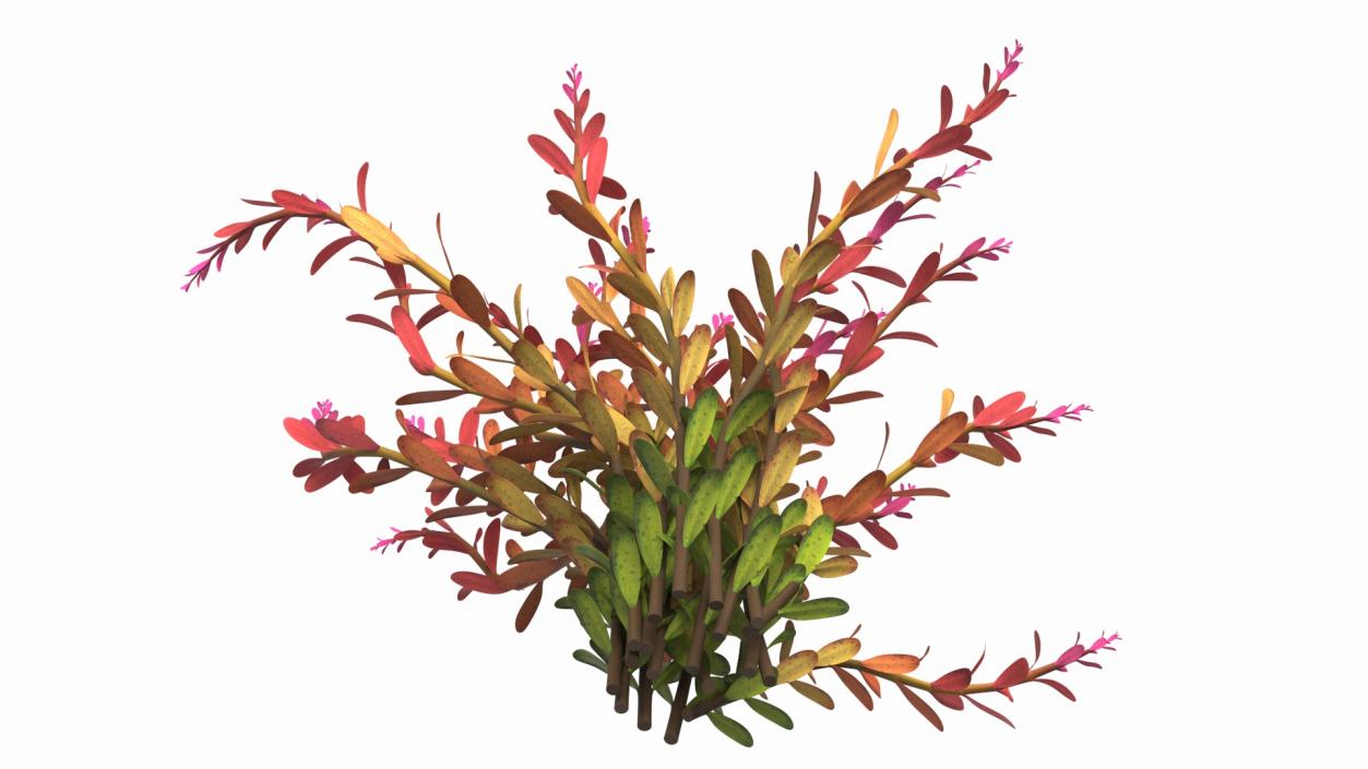 Rotala Aquatic Plant Orange 2 3D model