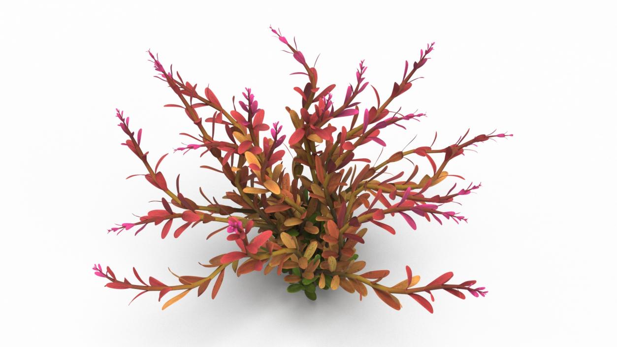 Rotala Aquatic Plant Orange 2 3D model