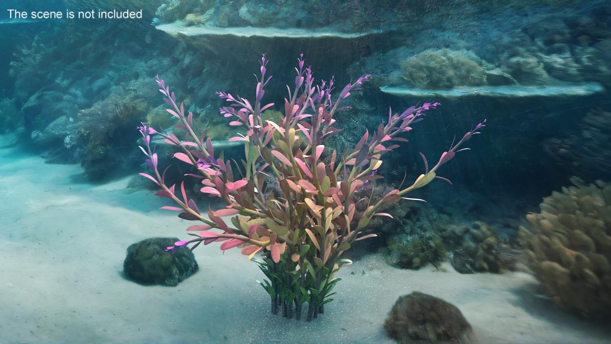 Rotala Aquatic Plant Orange 2 3D model