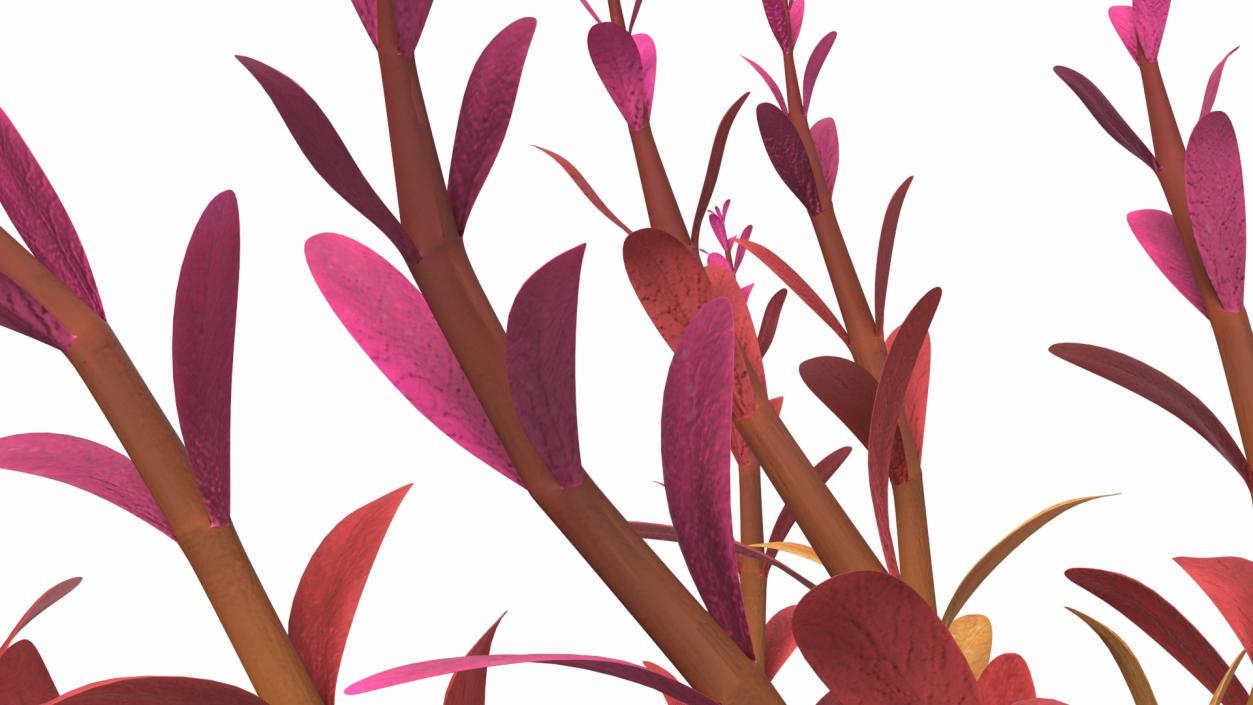 Rotala Aquatic Plant Orange 2 3D model