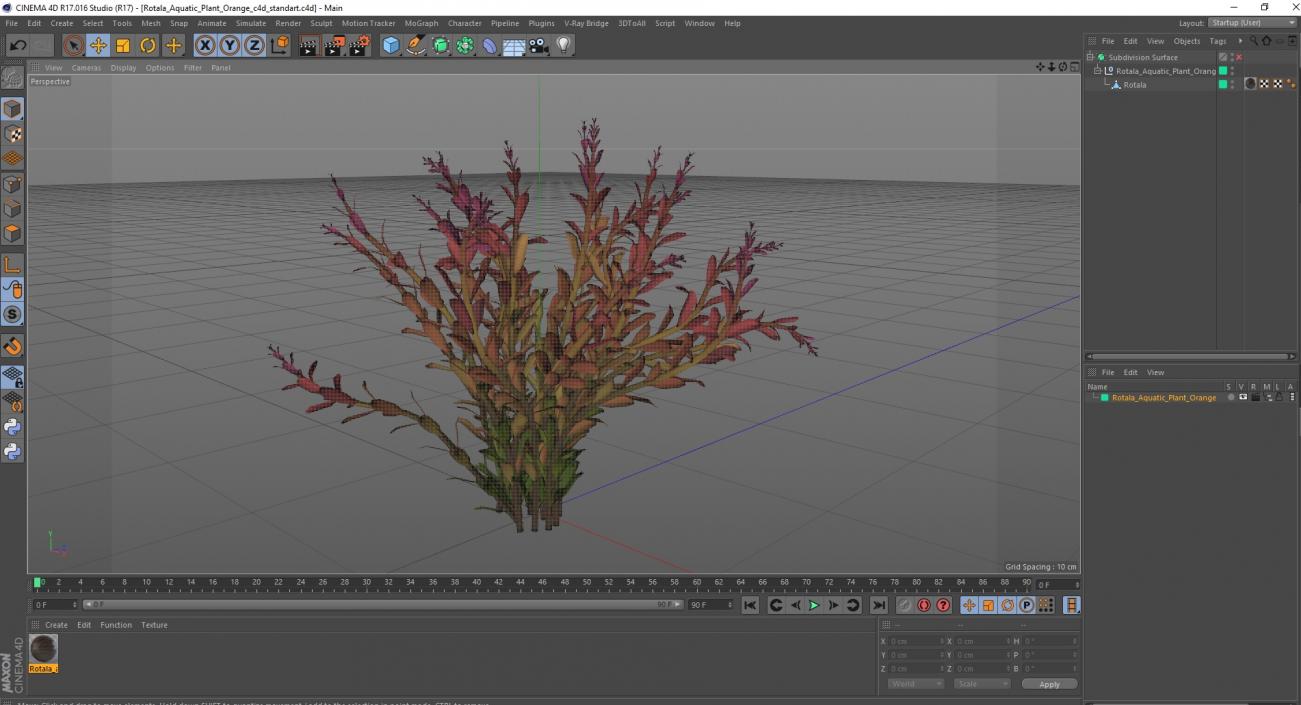 Rotala Aquatic Plant Orange 2 3D model