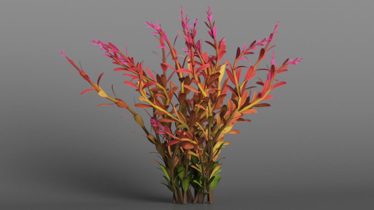 Rotala Aquatic Plant Orange 2 3D model