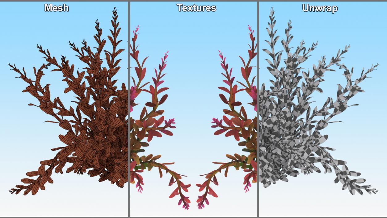 Rotala Aquatic Plant Orange 2 3D model