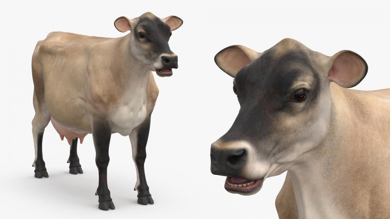 3D Jersey Dairy Cow