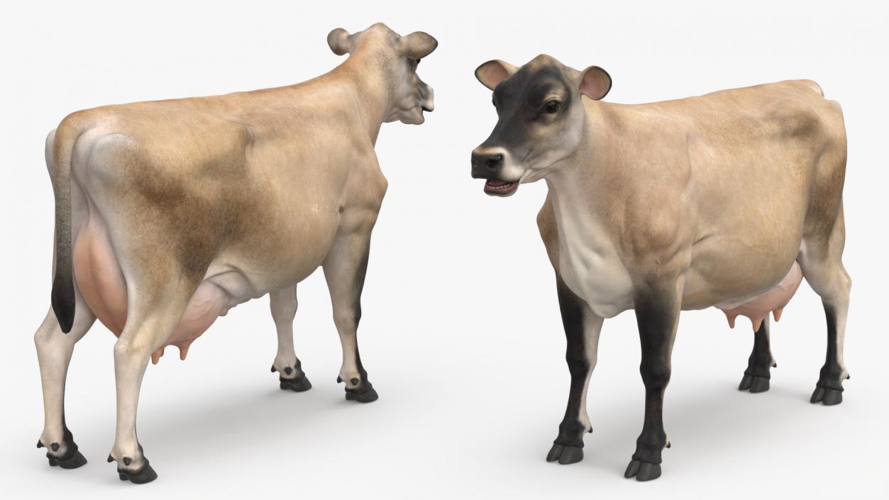 3D Jersey Dairy Cow