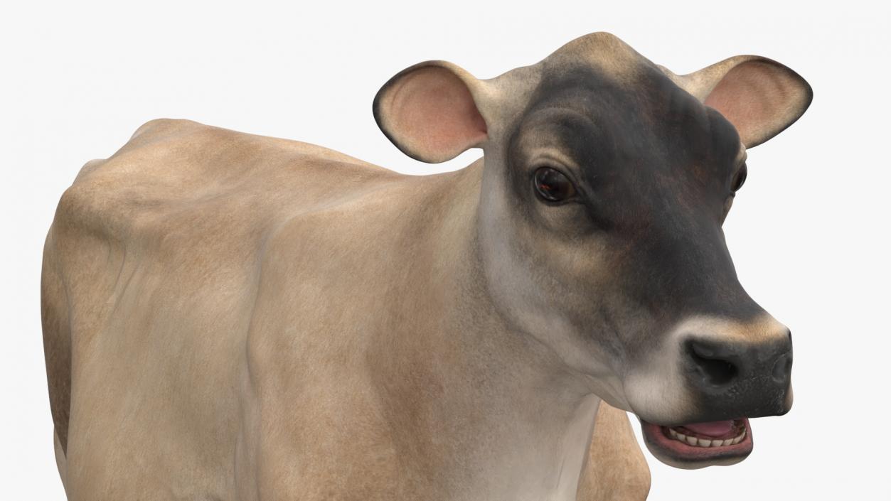 3D Jersey Dairy Cow