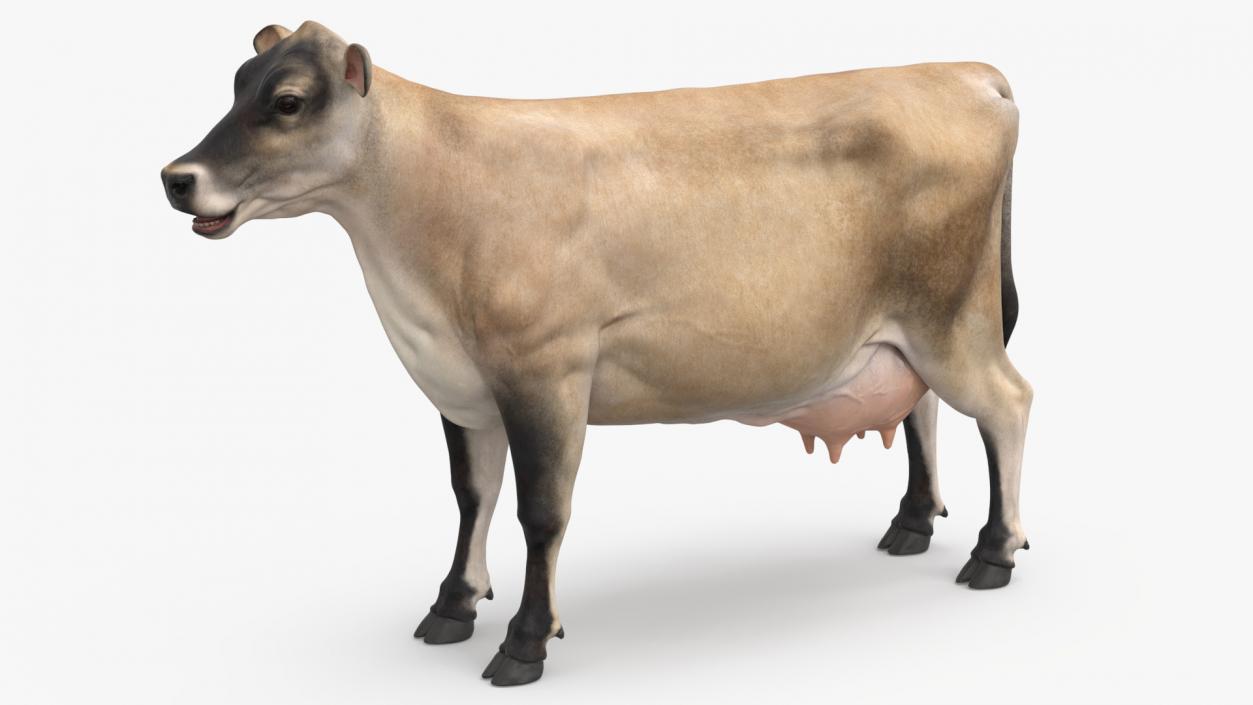 3D Jersey Dairy Cow