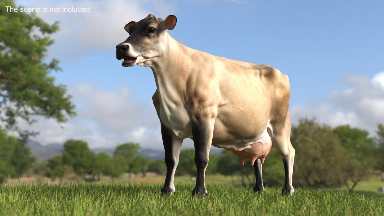 3D Jersey Dairy Cow