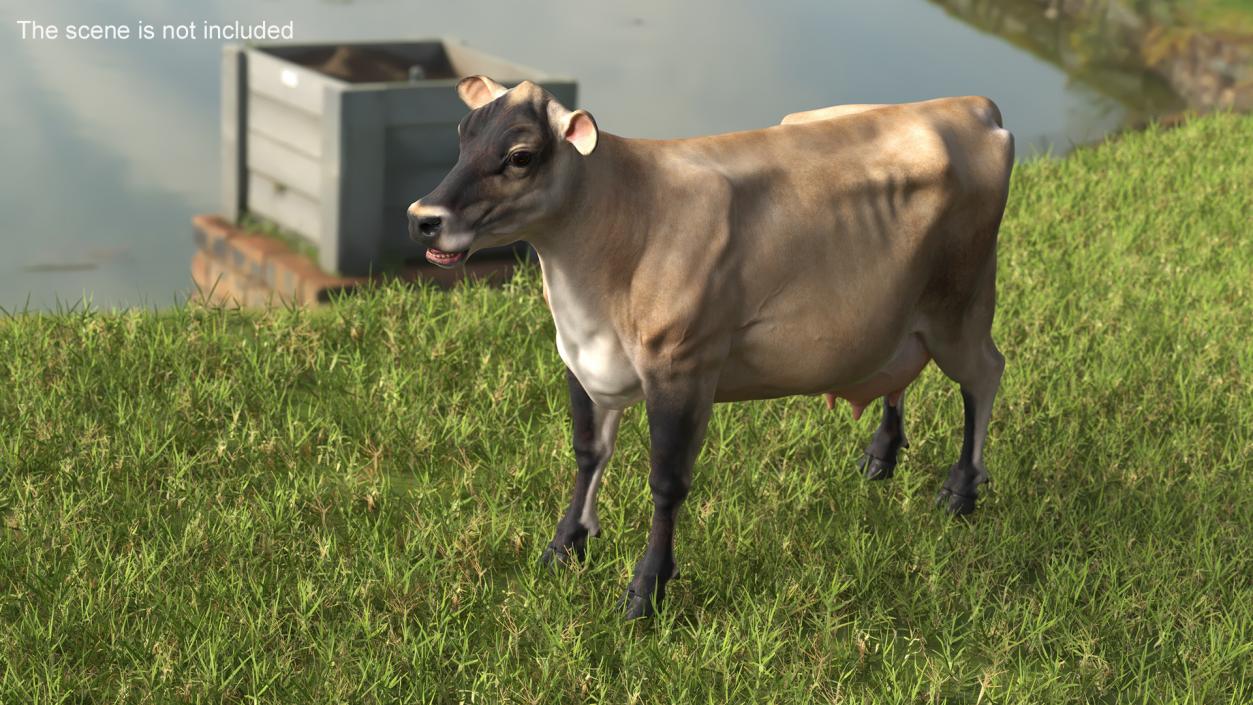 3D Jersey Dairy Cow