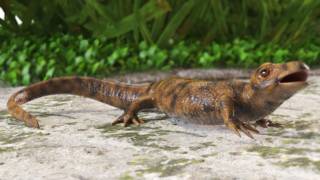 3D Iberian Ribbed Newt Rigged