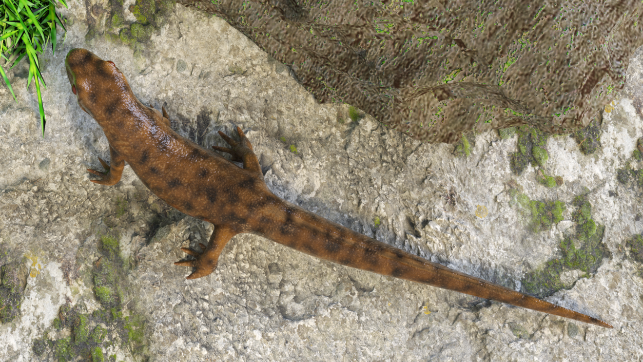 3D Iberian Ribbed Newt Rigged