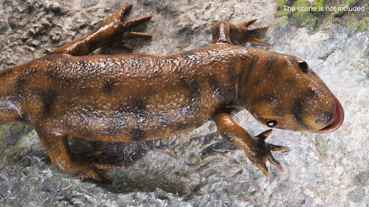 3D Iberian Ribbed Newt Rigged