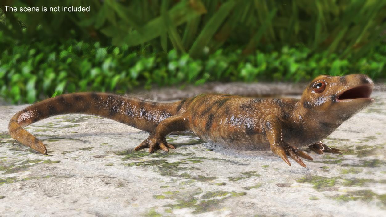 3D Iberian Ribbed Newt Rigged