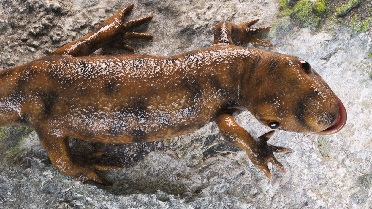 3D Iberian Ribbed Newt Rigged