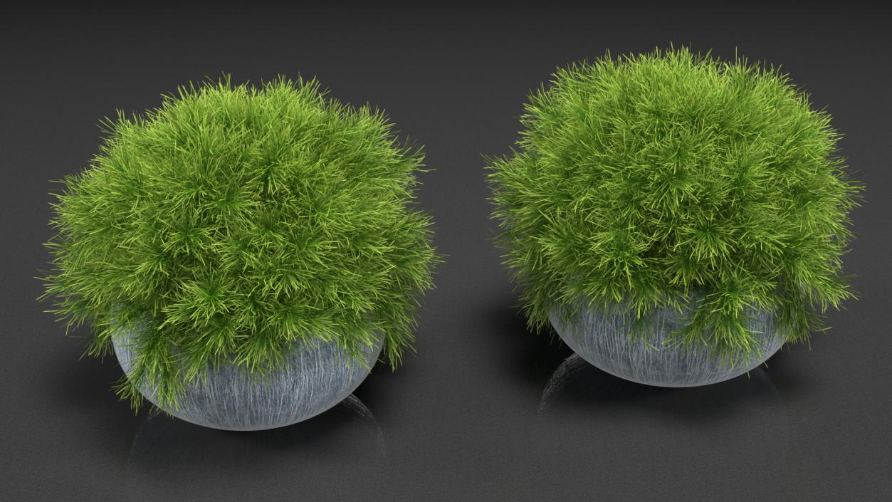 Acacia Cognata Pot Plant 3D model