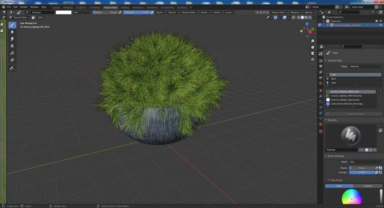 Acacia Cognata Pot Plant 3D model