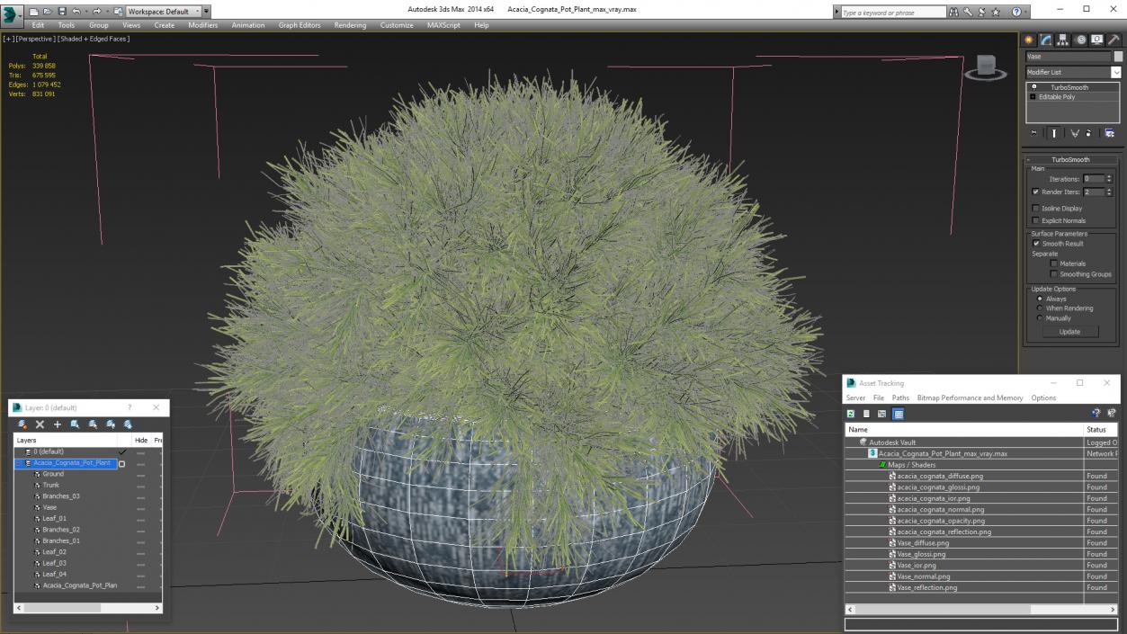 Acacia Cognata Pot Plant 3D model