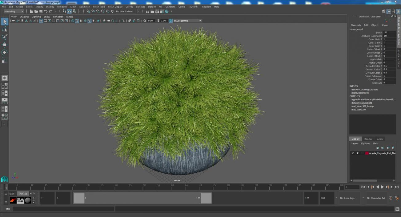 Acacia Cognata Pot Plant 3D model