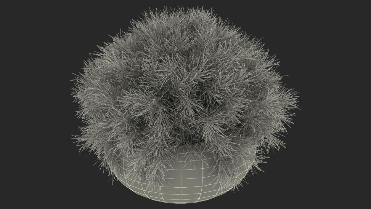 Acacia Cognata Pot Plant 3D model