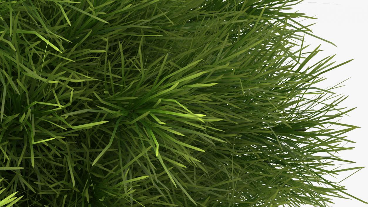 Acacia Cognata Pot Plant 3D model