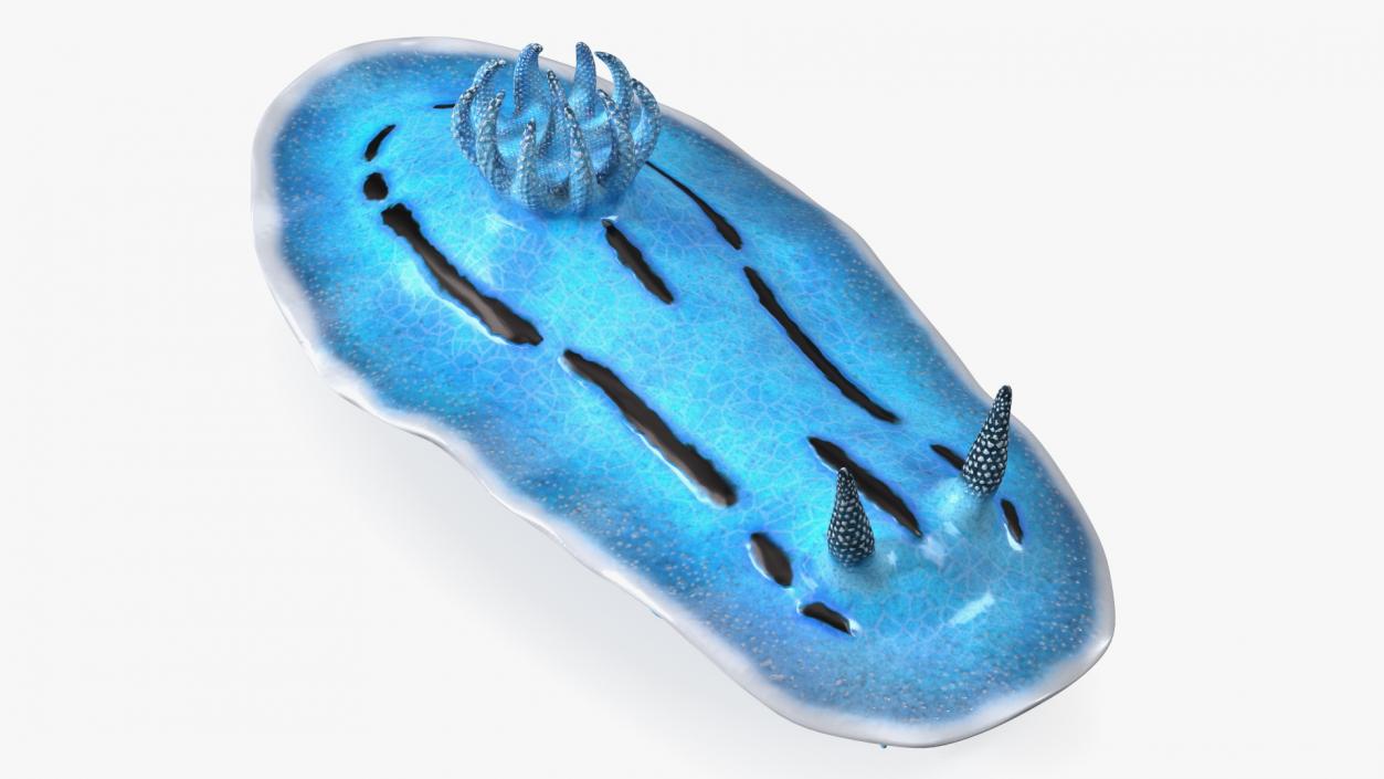 Nudibranchia Blue 3D