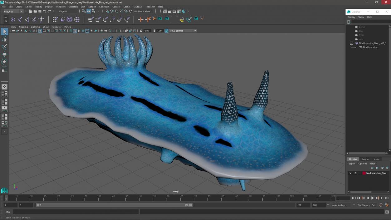 Nudibranchia Blue 3D