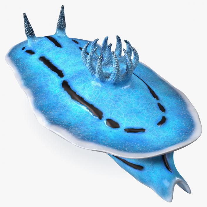 Nudibranchia Blue 3D