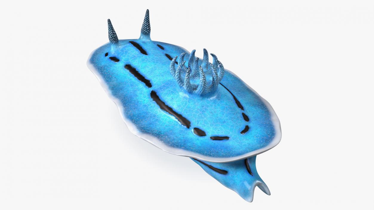 Nudibranchia Blue 3D