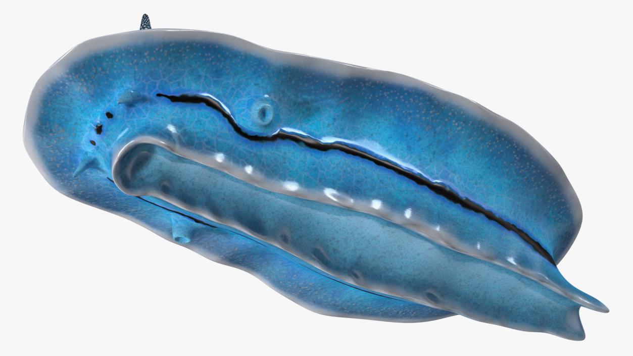 Nudibranchia Blue 3D