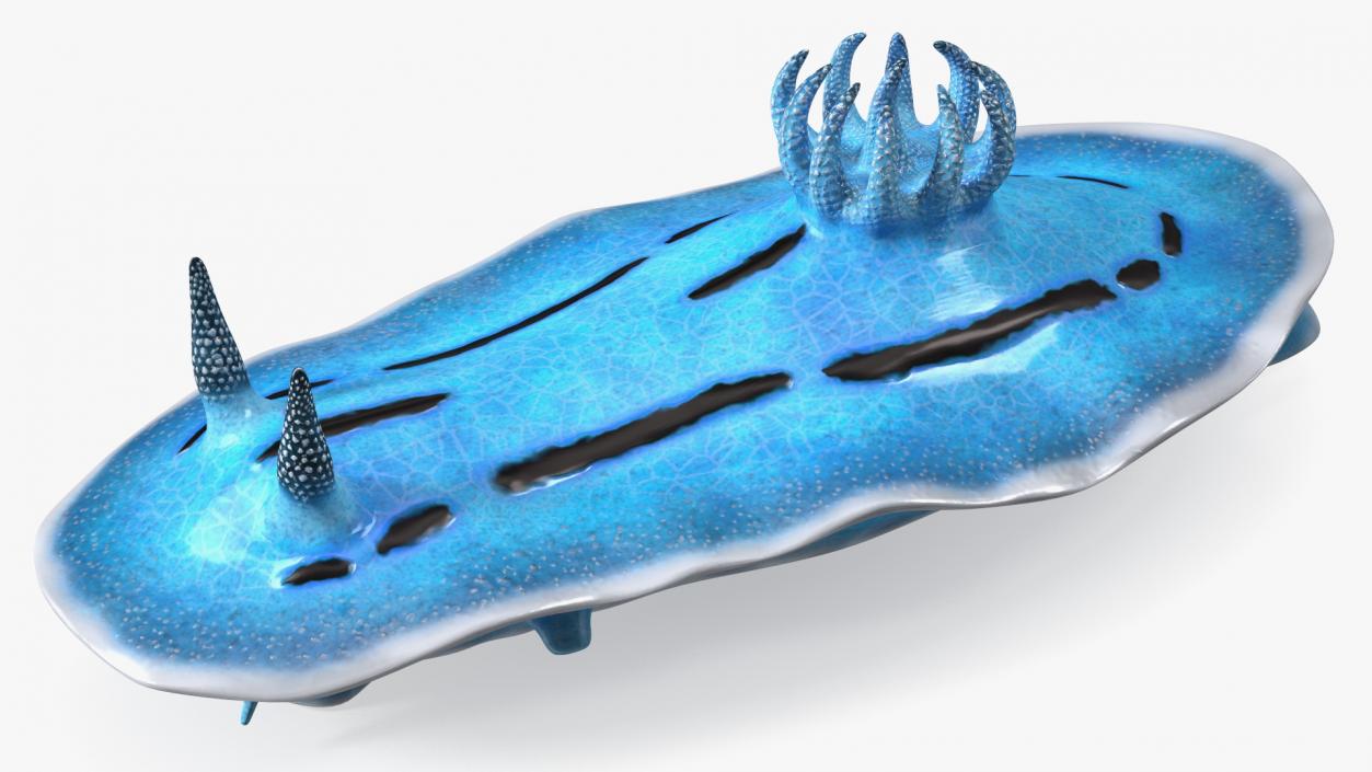 Nudibranchia Blue 3D