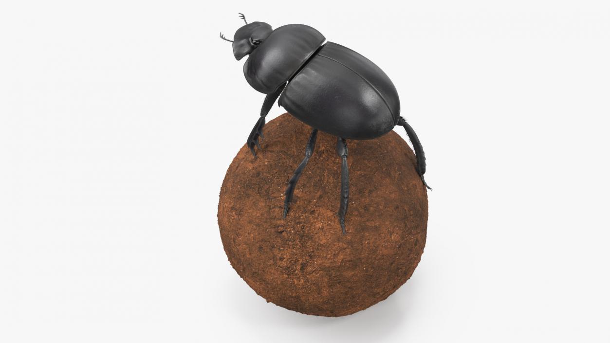 3D model Soil Beetle on Sphere Fur