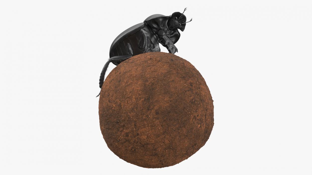 3D model Soil Beetle on Sphere Fur