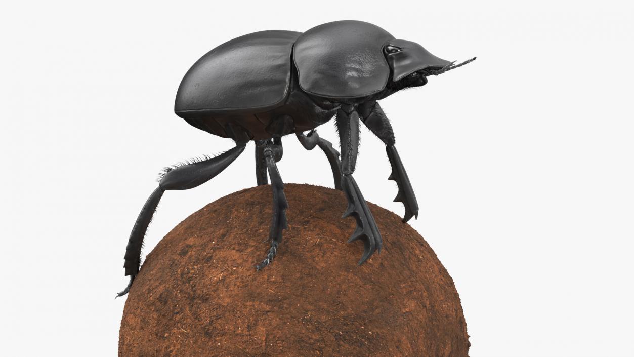 3D model Soil Beetle on Sphere Fur