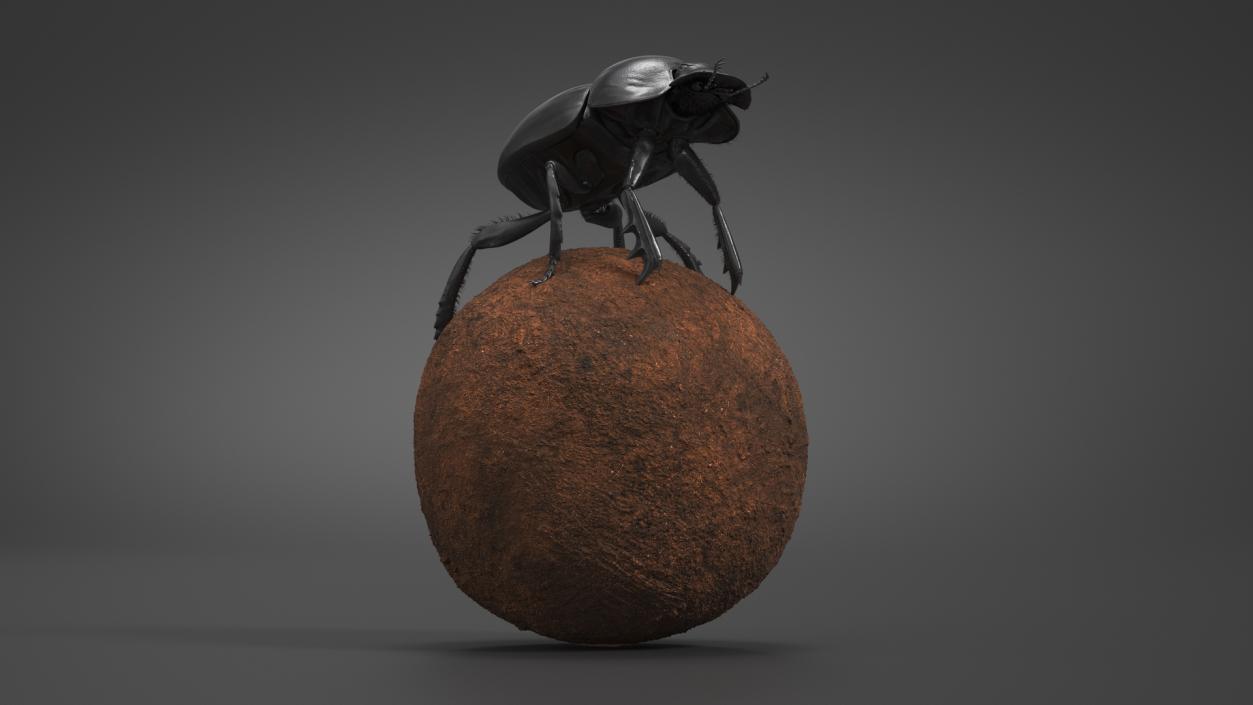 3D model Soil Beetle on Sphere Fur