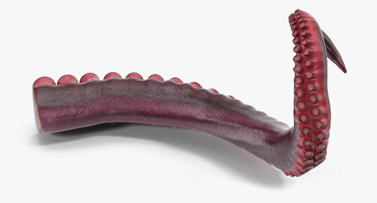 3D Octopus Tentacle Rigged model