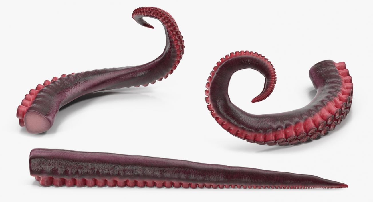 3D Octopus Tentacle Rigged model