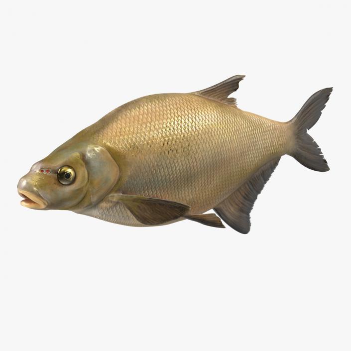 3D Bronze Bream Fish Rigged for Cinema 4D model