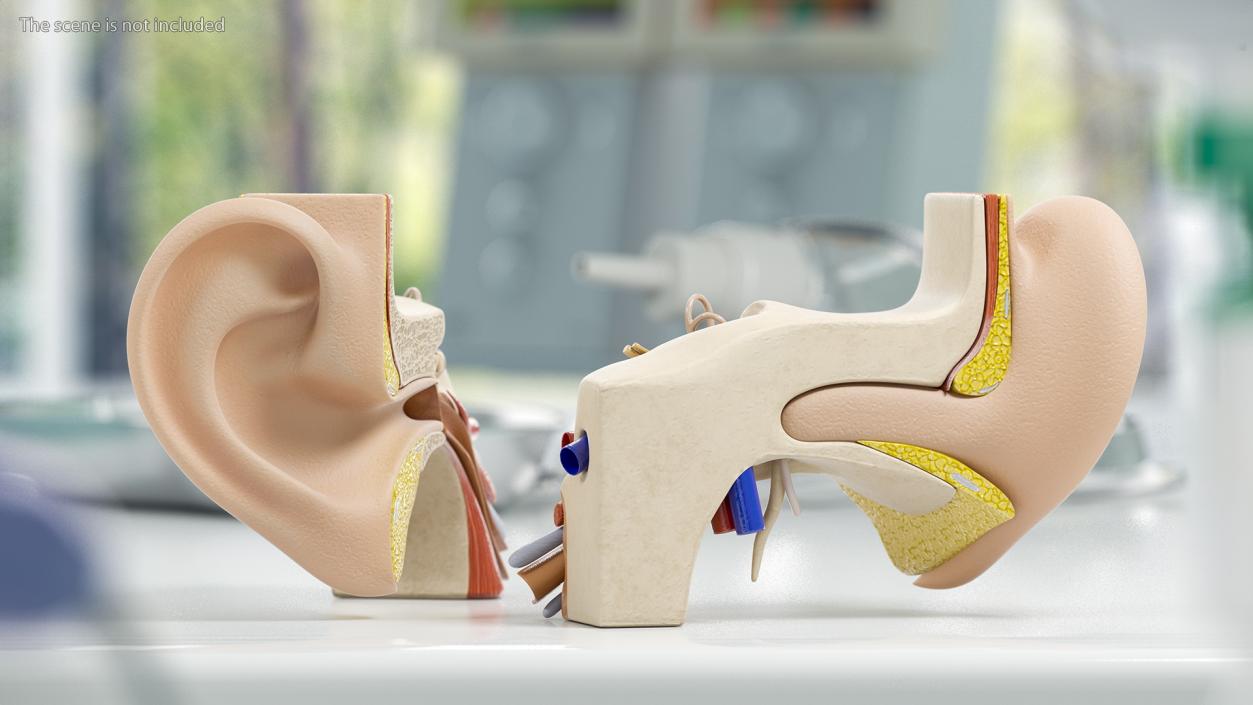 Human Ear Anatomy Structure 3D