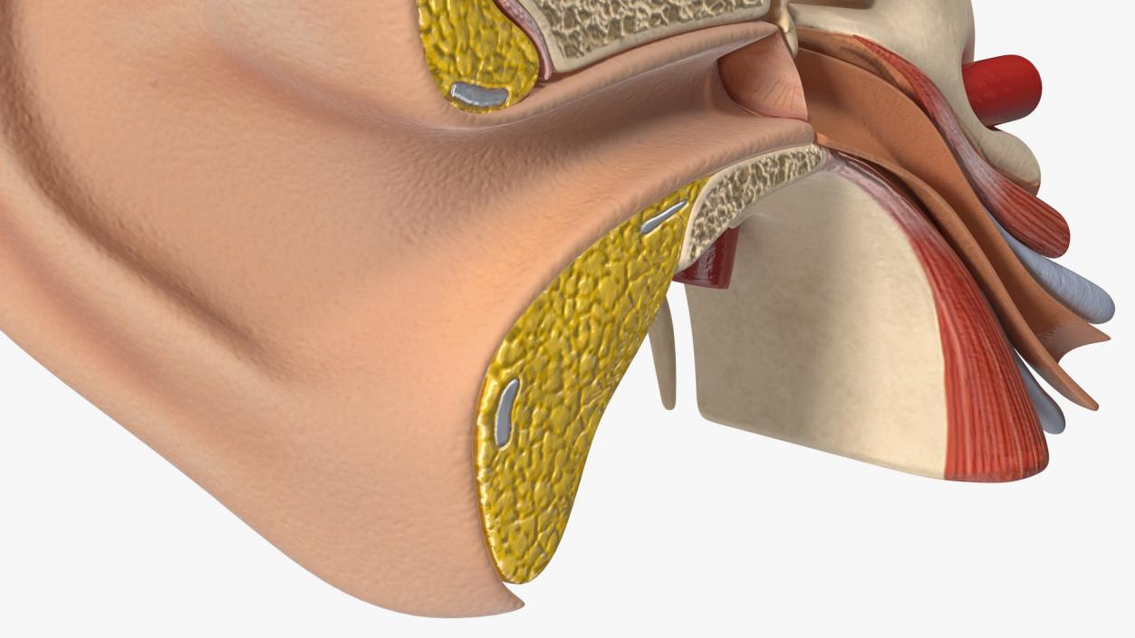 Human Ear Anatomy Structure 3D