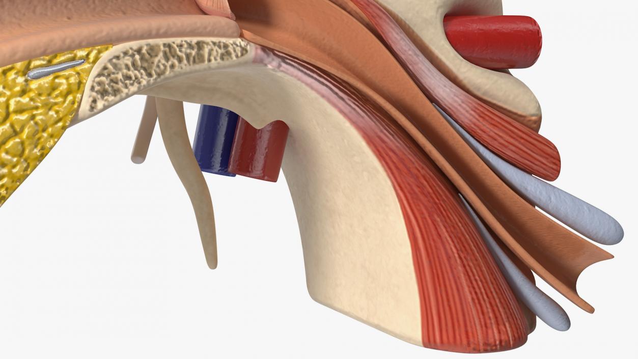 Human Ear Anatomy Structure 3D