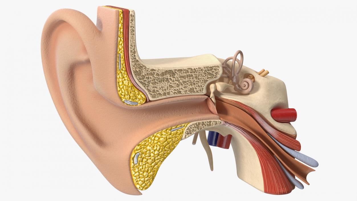 Human Ear Anatomy Structure 3D