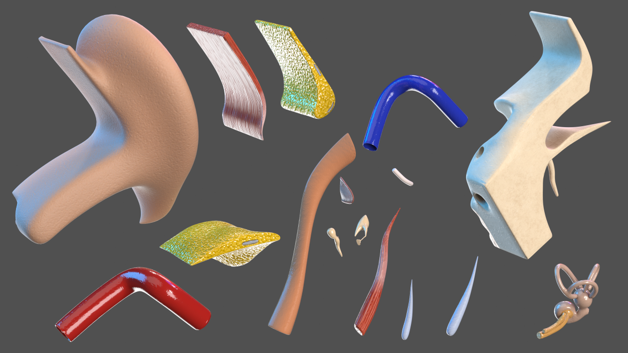 Human Ear Anatomy Structure 3D