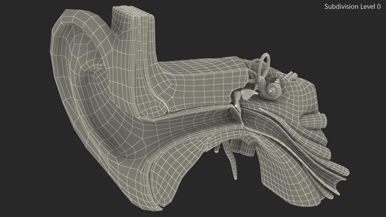 Human Ear Anatomy Structure 3D