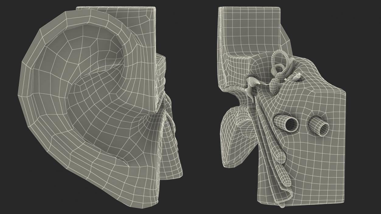 Human Ear Anatomy Structure 3D