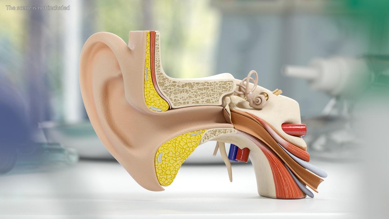 Human Ear Anatomy Structure 3D